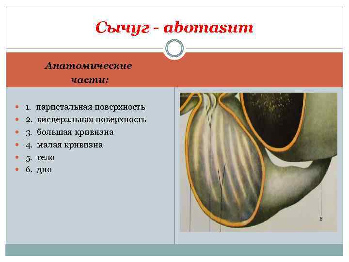 Сычуг - abomasum Анатомические части: 1. париетальная поверхность 2. висцеральная поверхность 3. большая кривизна