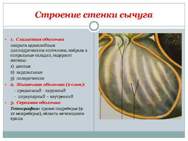 Строение стенки сычуга 1. Слизистая оболочка покрыта однослойным цилиндрическим эпителием, собрана в спиральные складки,