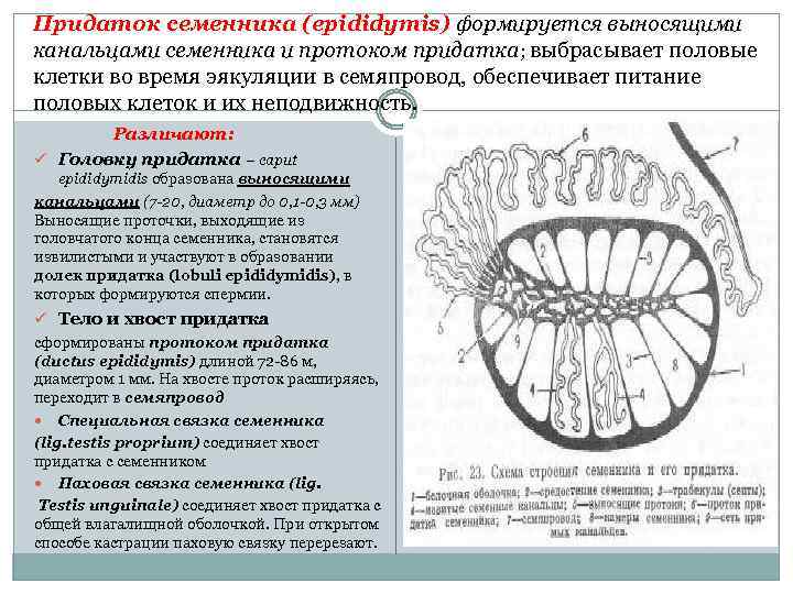 Придаток семенника (epididymis) формируется выносящими канальцами семенника и протоком придатка; выбрасывает половые клетки во