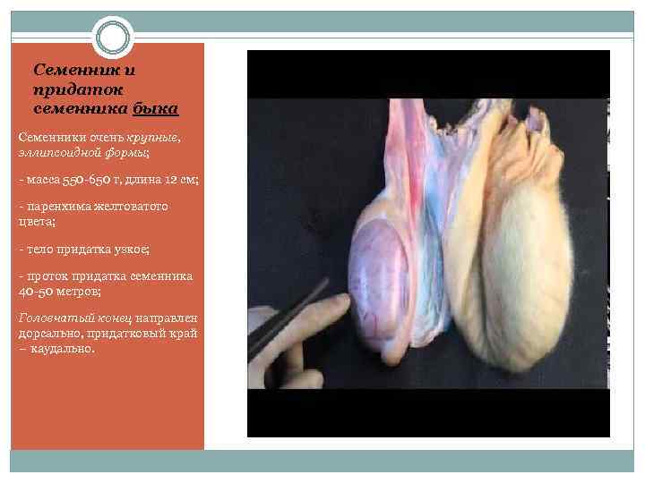 Семенник и придаток семенника быка Семенники очень крупные, эллипсоидной формы; - масса 550 -650