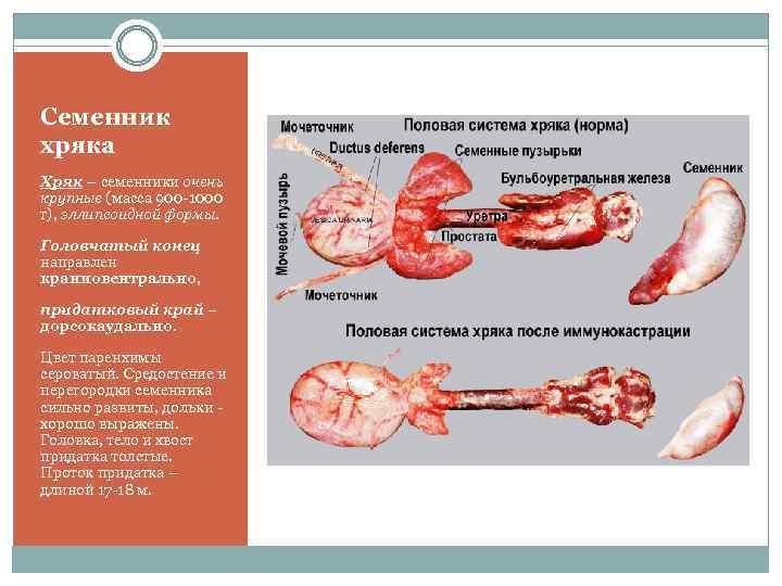 Семенник хряка Хряк – семенники очень крупные (масса 900 -1000 г), эллипсоидной формы. Головчатый