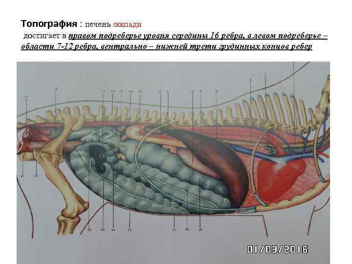 Топография : печень лошади достигает в правом подреберье уровня середины 16 ребра, в левом
