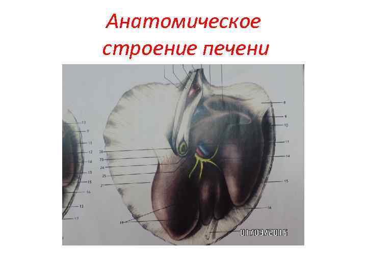 Анатомическое строение печени 