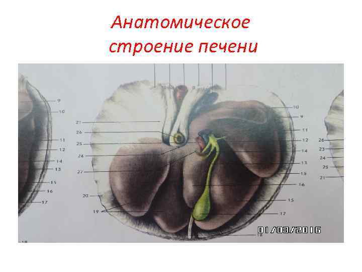 Анатомическое строение печени 