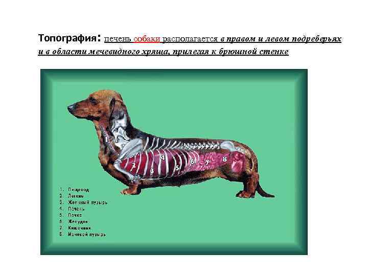 Топография: печень собаки располагается в правом и левом подреберьях и в области мечевидного хряща,