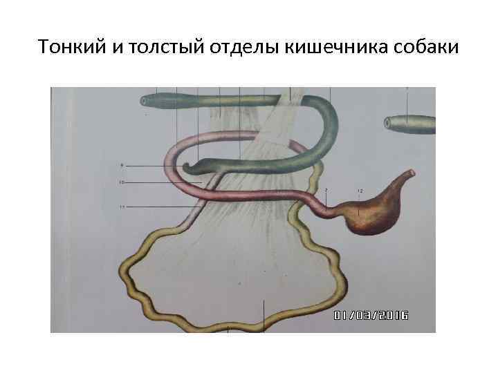 Тонкий и толстый отделы кишечника собаки 