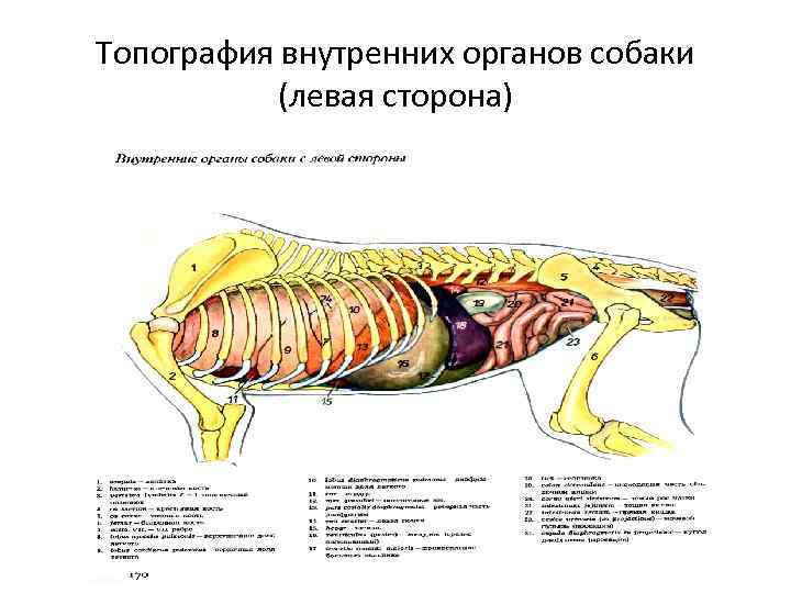 Топография внутренних органов собаки (левая сторона) 