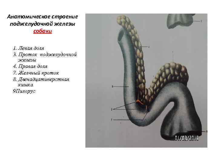 Анатомическое строение поджелудочной железы собаки 1. Левая доля 3. Проток поджелудочной железы 4. Правая