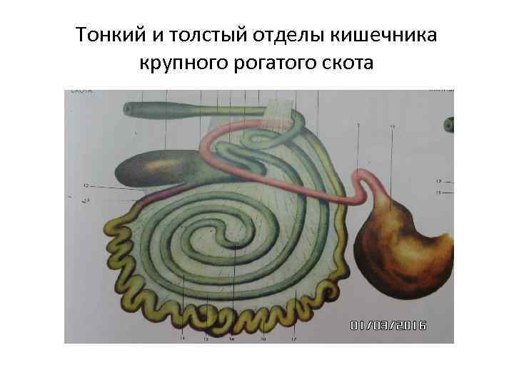 Тонкий и толстый отделы кишечника крупного рогатого скота 