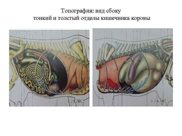 Топография: вид сбоку тонкий и толстый отделы кишечника коровы 