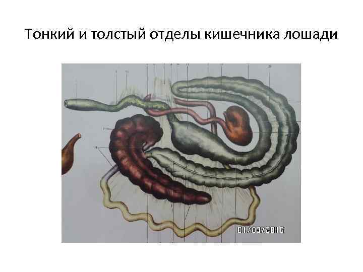 Тонкий и толстый отделы кишечника лошади 