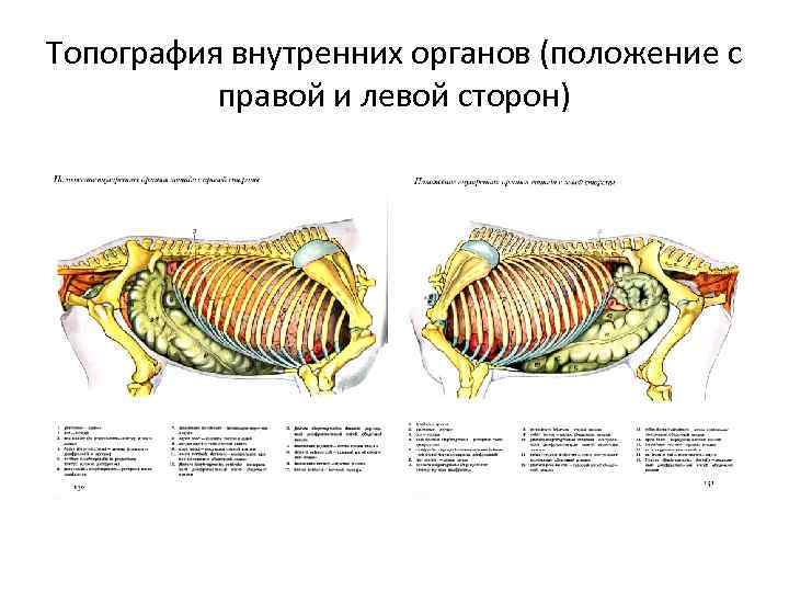 Положение органов