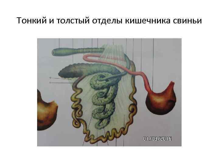 Тонкий и толстый отделы кишечника свиньи 
