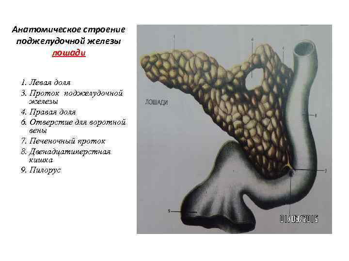 Анатомическое строение поджелудочной железы лошади 1. Левая доля 3. Проток поджелудочной железы 4. Правая