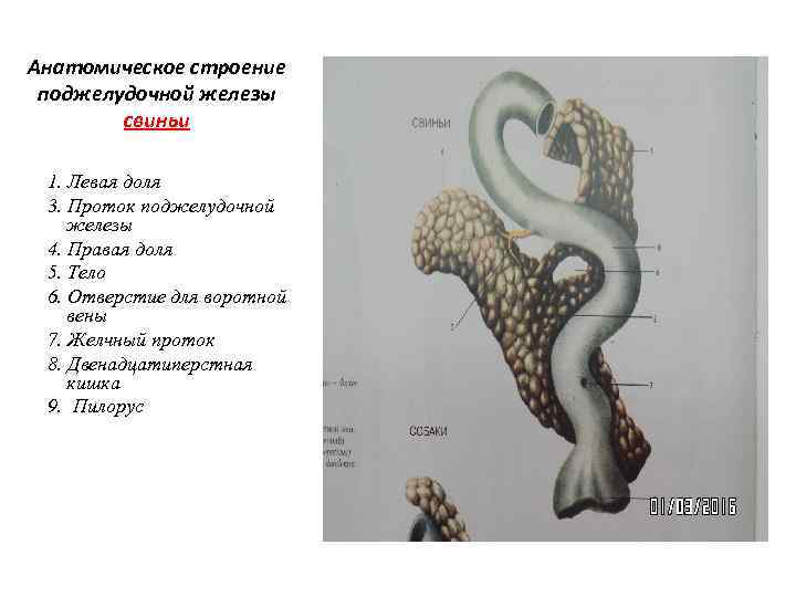Анатомическое строение поджелудочной железы свиньи 1. Левая доля 3. Проток поджелудочной железы 4. Правая