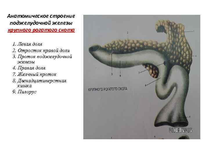 Анатомическое строение поджелудочной железы крупного рогатого скота 1. Левая доля 2. Отросток правой доли