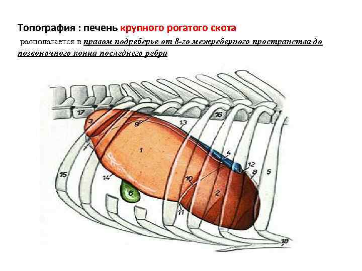 Топография : печень крупного рогатого скота располагается в правом подреберье от 8 -го межреберного