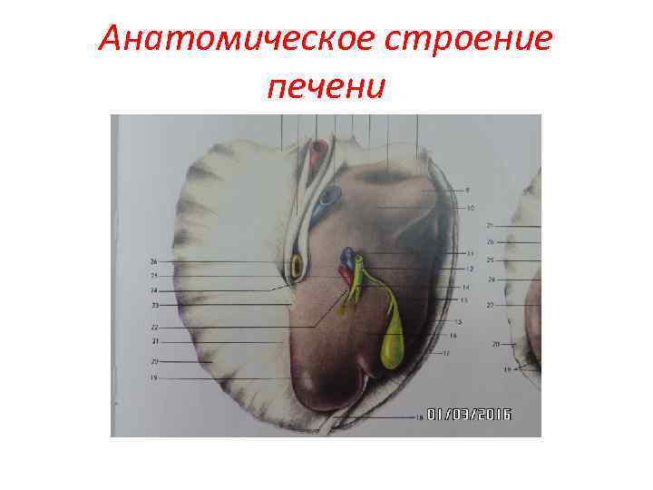 Анатомическое строение печени 