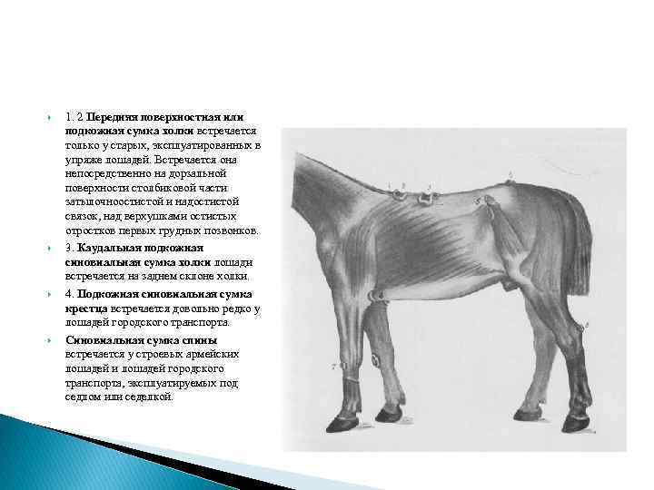  1. 2 Передняя поверхностная или подкожная сумка холки встречается только у старых, эксплуатированных