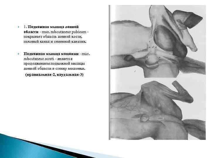  1. Подкожная мышца лонной области - mus. subcutaneus pubicum покрывает область лонной кости,