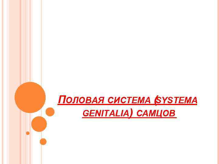 ПОЛОВАЯ СИСТЕМА (SYSTEMA GENITALIA) САМЦОВ 