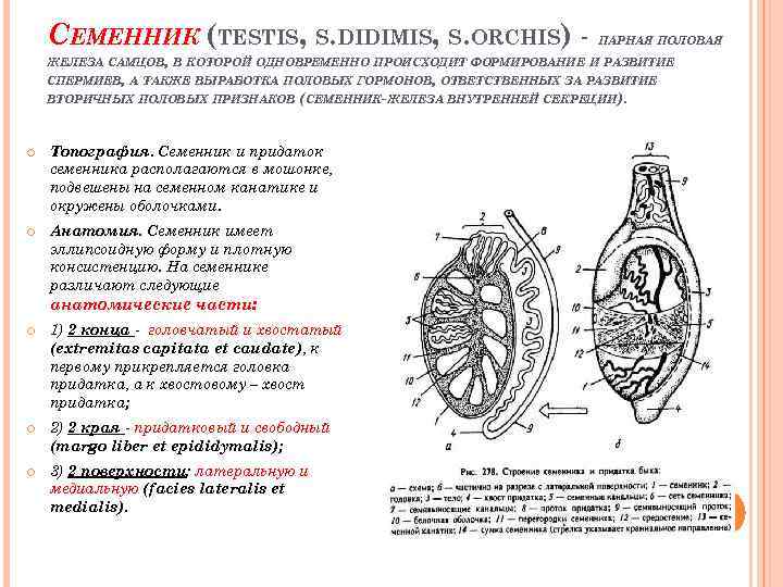 Мужская половая железа семенник