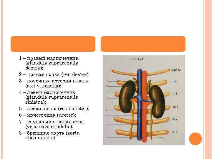 1 – правый надпочечник (glandula suprarenalis dextra); 2 – правая почка (ren dexter); 3