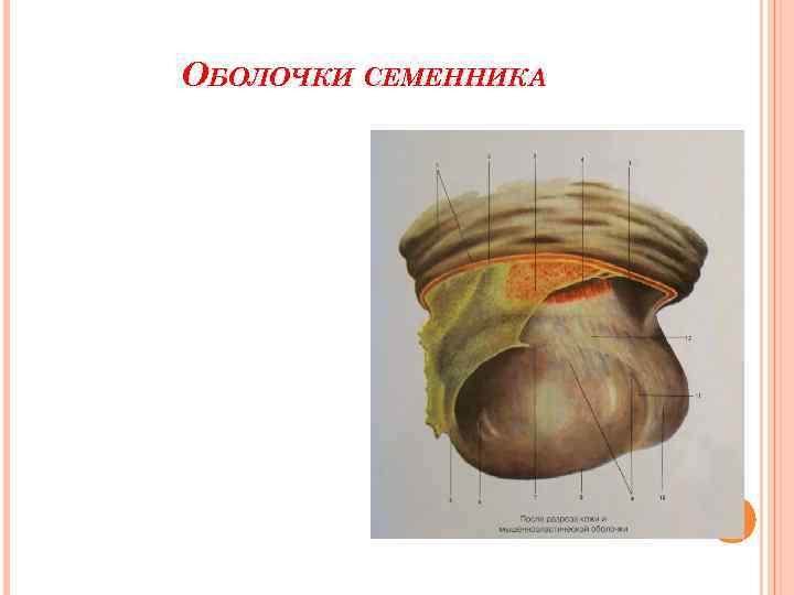 ОБОЛОЧКИ СЕМЕННИКА 