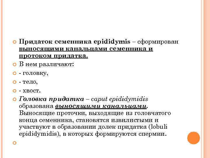  Придаток семенника epididymis – сформирован выносящими канальцами семенника и протоком придатка. В нем