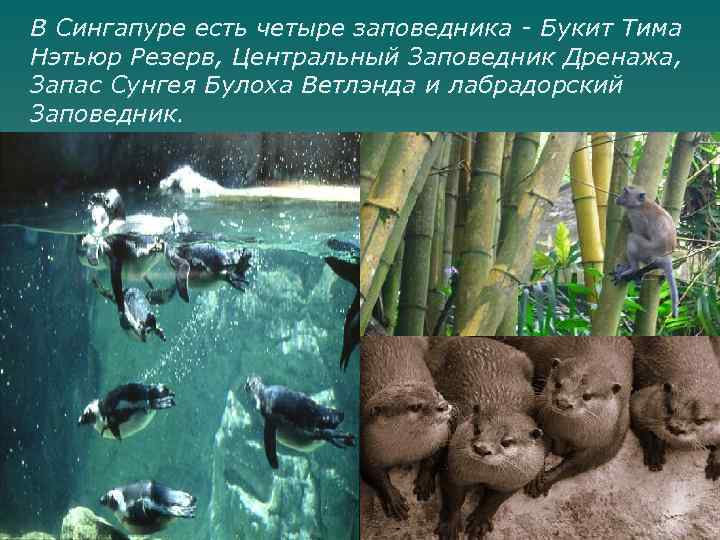 В Сингапуре есть четыре заповедника - Букит Тима Нэтьюр Резерв, Центральный Заповедник Дренажа, Запас