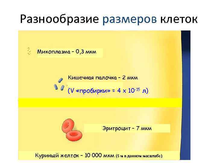 Разнообразие размеров клеток Микоплазма – 0, 3 мкм Кишечная палочка – 2 мкм (V