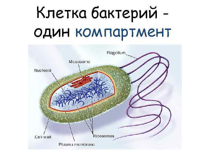 Клетка бактерий один компартмент 