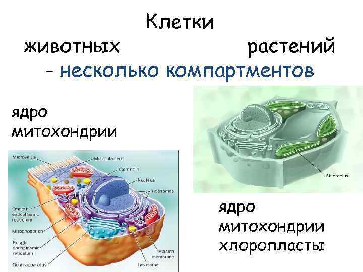 Клетки животных растений - несколько компартментов ядро митохондрии хлоропласты 