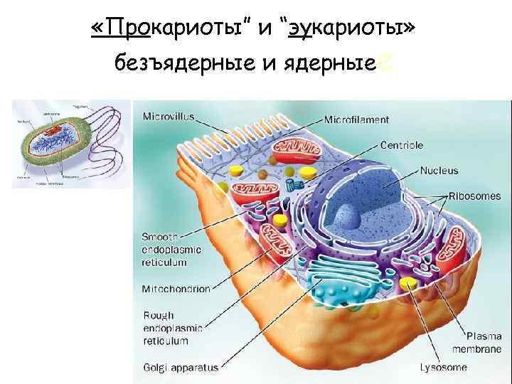  «Прокариоты” и “эукариоты» безъядерные и ядерныее 