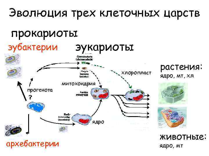 Эволюция трех клеточных царств прокариоты эубактерии эукариоты мт хлоропласт прогенота растения: ядро, мт, хл