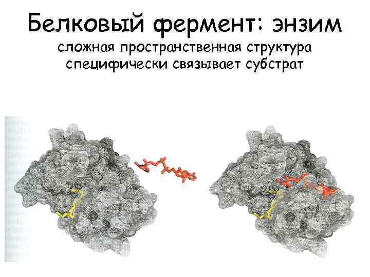 Белковый фермент: энзим сложная пространственная структура специфически связывает субстрат 
