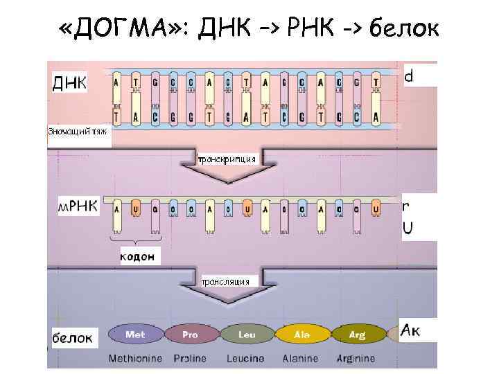 «ДОГМА» : ДНК –> РНК -> белок 
