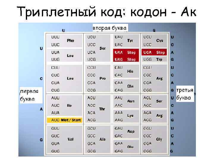 Триплетный код: кодон - Ак 