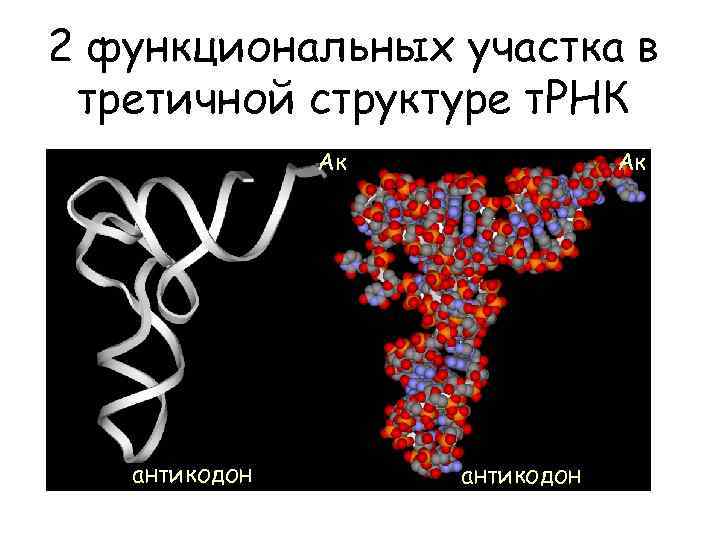 2 функциональных участка в третичной структуре т. РНК Ак антикодон 