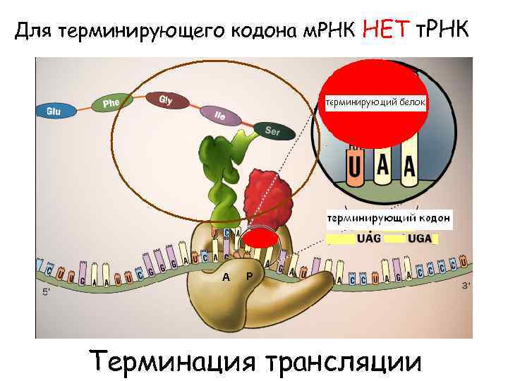 Для терминирующего кодона м. РНК НЕТ т. РНК A P Терминация трансляции 