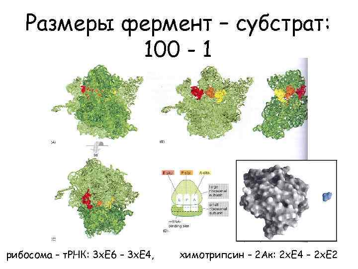 Размеры фермент – субстрат: 100 - 1 рибосома – т. РНК: 3 х. Е