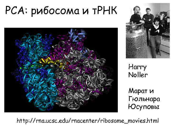 РСА: рибосома и т. РНК Harry Noller Марат и Гюльнара Юсуповы http: //rna. ucsc.