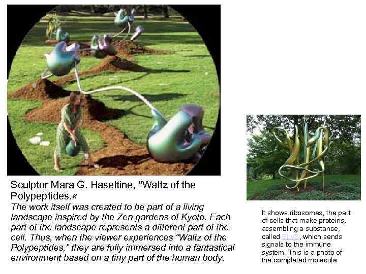 Sculptor Mara G. Haseltine, "Waltz of the Polypeptides. « The work itself was created
