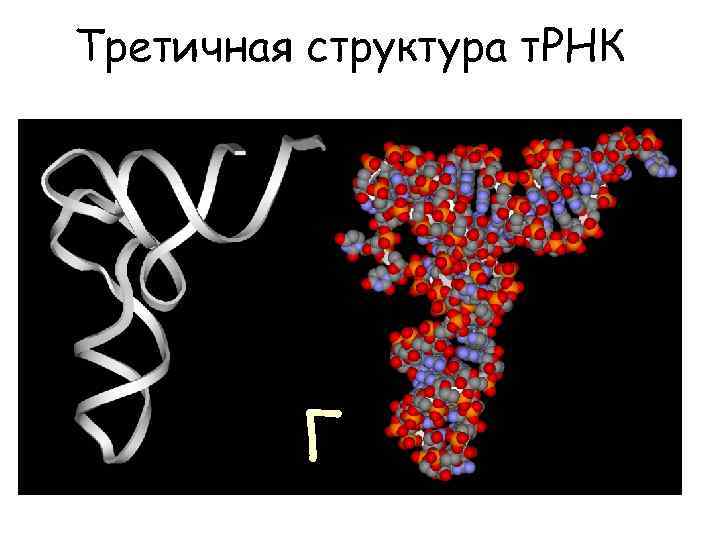 Третичная структура т. РНК Г 