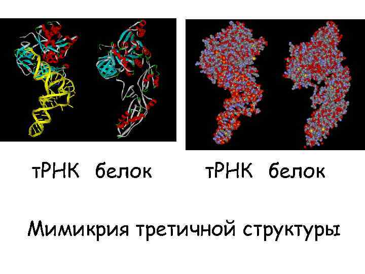 т. РНК белок Мимикрия третичной структуры 