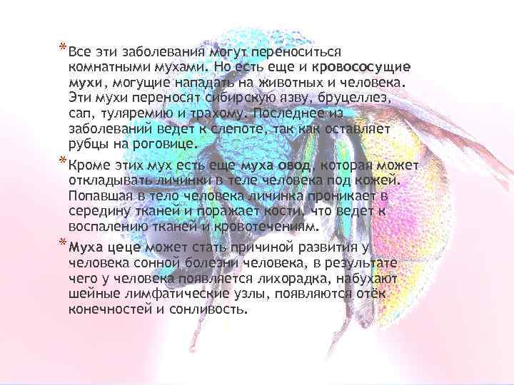 * Все эти заболевания могут переноситься комнатными мухами. Но есть еще и кровососущие мухи,