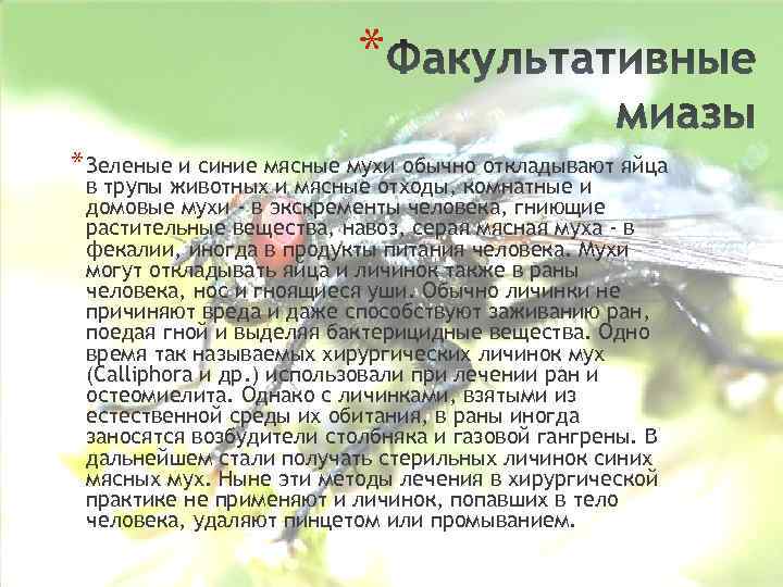 * * Зеленые и синие мясные мухи обычно откладывают яйца в трупы животных и