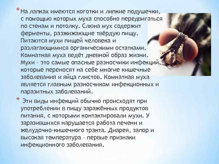 * На лапках имеются коготки и липкие подушечки, с помощью которых муха способно передвигаться