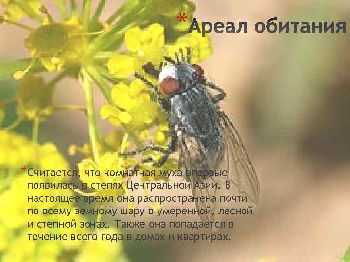 * *Считается, что комнатная муха впервые появилась в степях Центральной Азии. В настоящее время