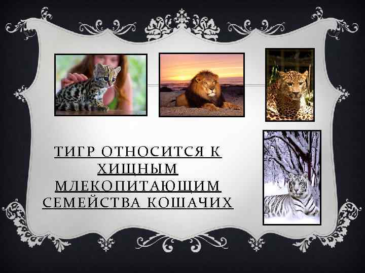 ТИГР ОТНОСИТСЯ К ХИЩНЫМ МЛЕКОПИТАЮЩИМ СЕМЕЙСТВА КОШАЧИХ 